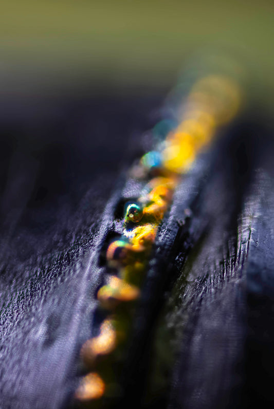 Golden Edge: Monarch Cocoon Moments Before Flight