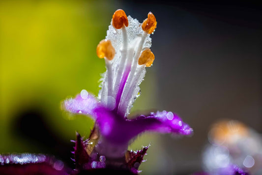 Cassiopeia's Flower