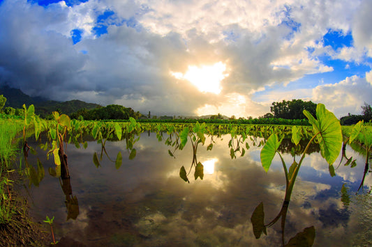 Hāloa's Blessing