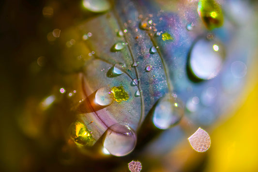 Prism Awakening: Monarch Cocoon After Summer Rain