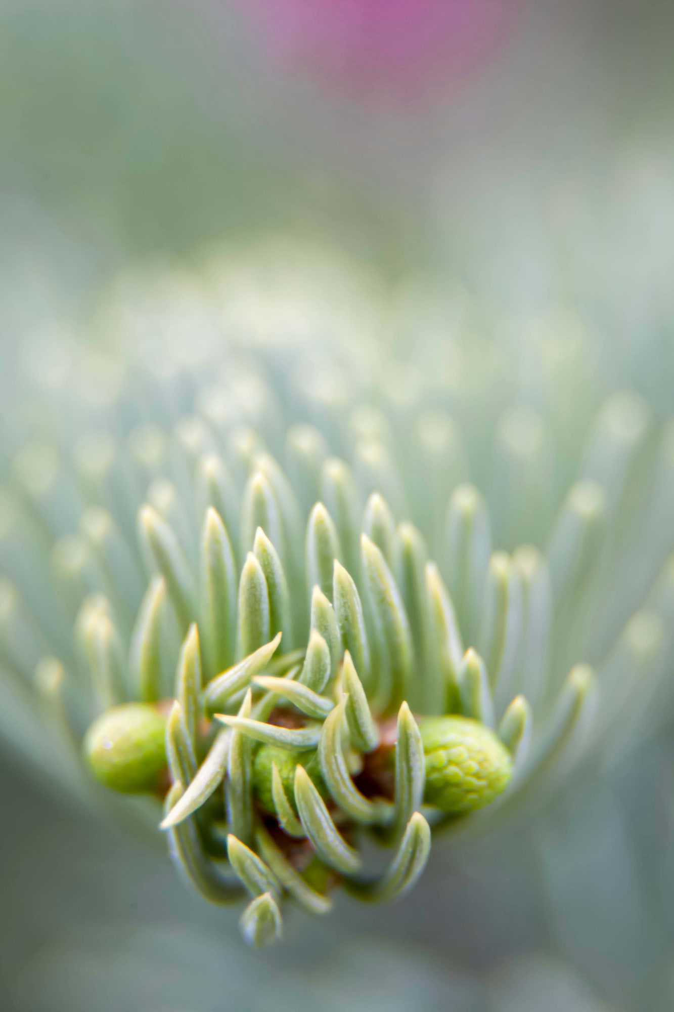 Entangled Light